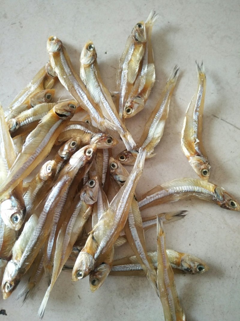 公干鱼大批发天然美味，可以油炸，