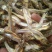 公干鱼大批发天然美味，可以油炸，