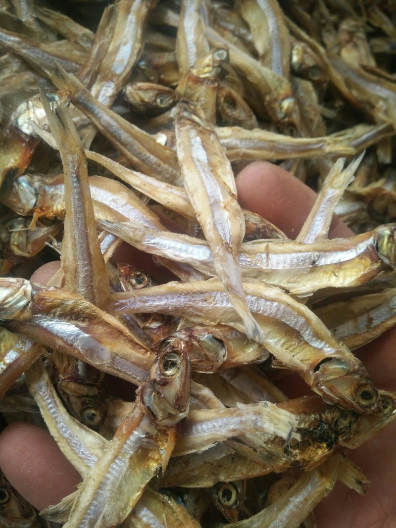 公干鱼大批发天然美味，可以油炸，