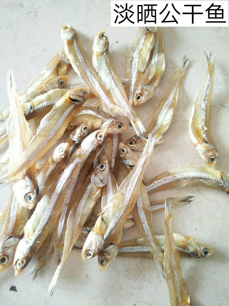 公干鱼大批发天然美味，可以油炸，