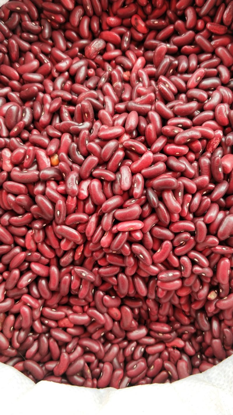 红腰豆质量保证2024年云南红腰豆云南本地红芸豆