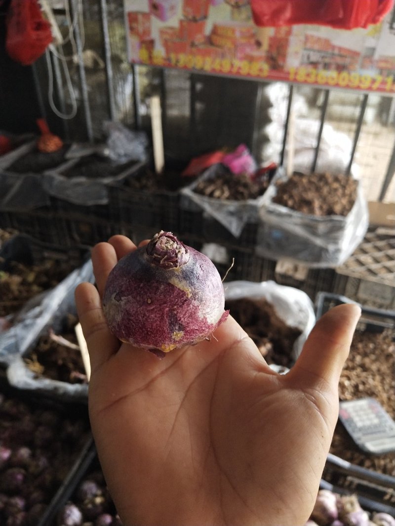 风信子种球