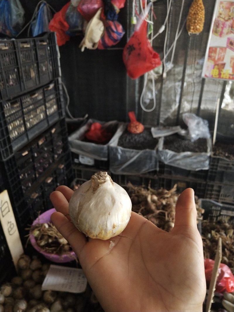 风信子种球