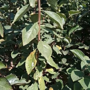 阳丰甜柿子树苗果肉脆甜，无涩味，即