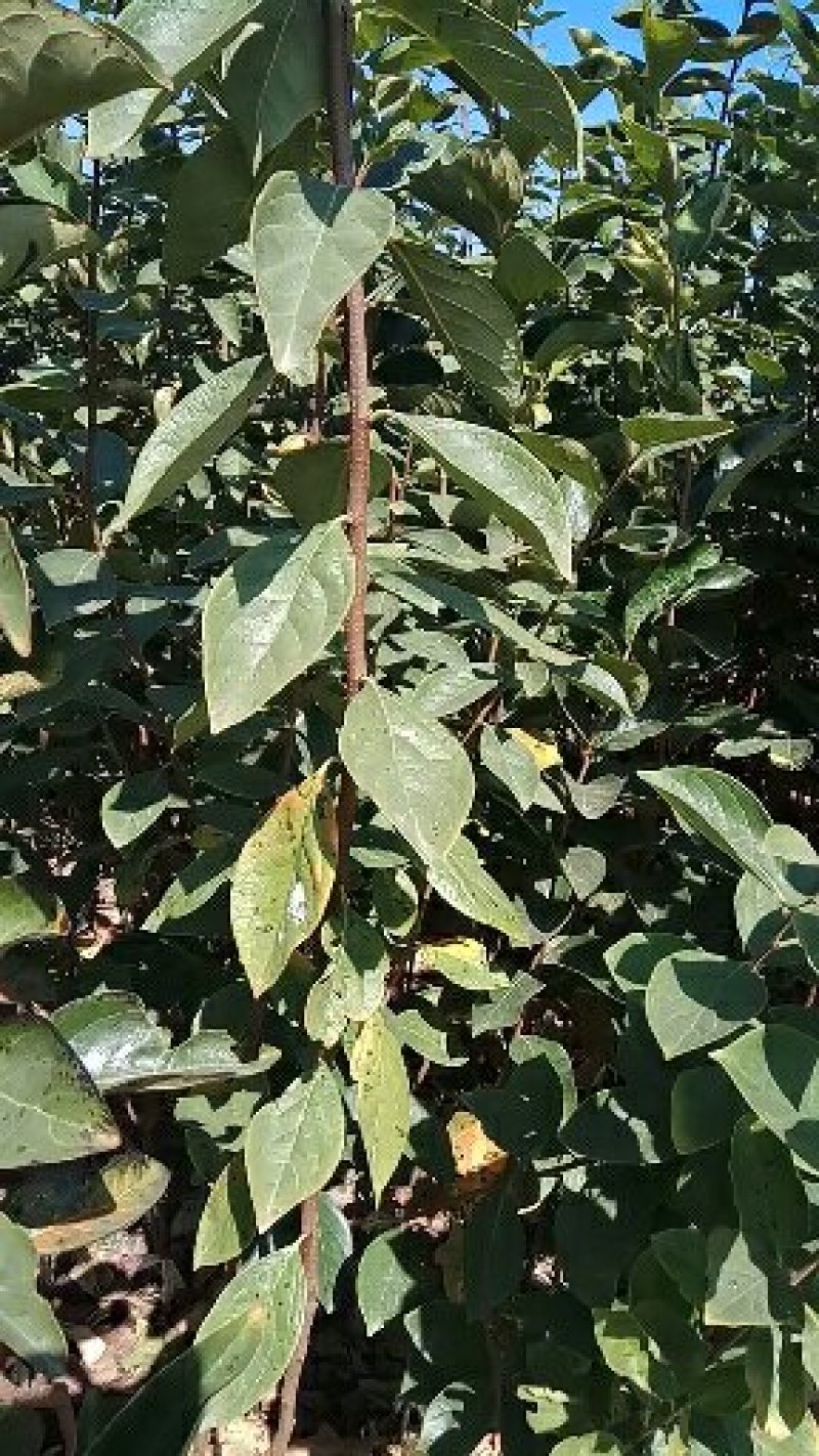 阳丰甜柿子树苗果肉脆甜，无涩味，即