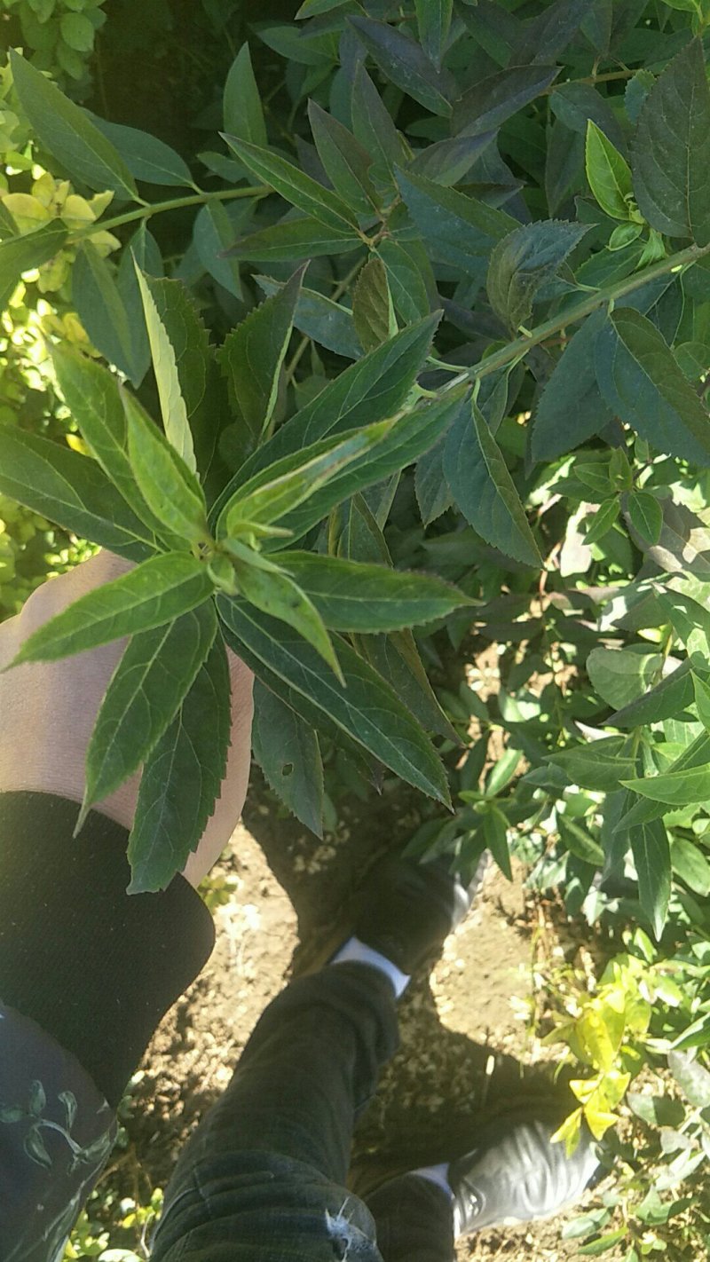 连翘黄老虎各种规格可实地考察看货