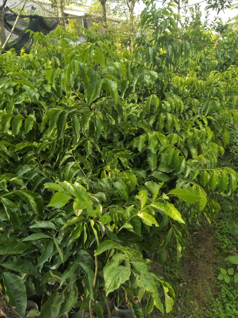 黄皮果树苗，自家苗(大小杯苗都有货)量大价格从优