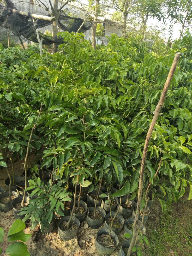 黄皮果树苗，自家苗(大小杯苗都有货)量大价格从优