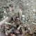 白芍芽头，产量高，好管理，易丰收，上门回收，提供技术！