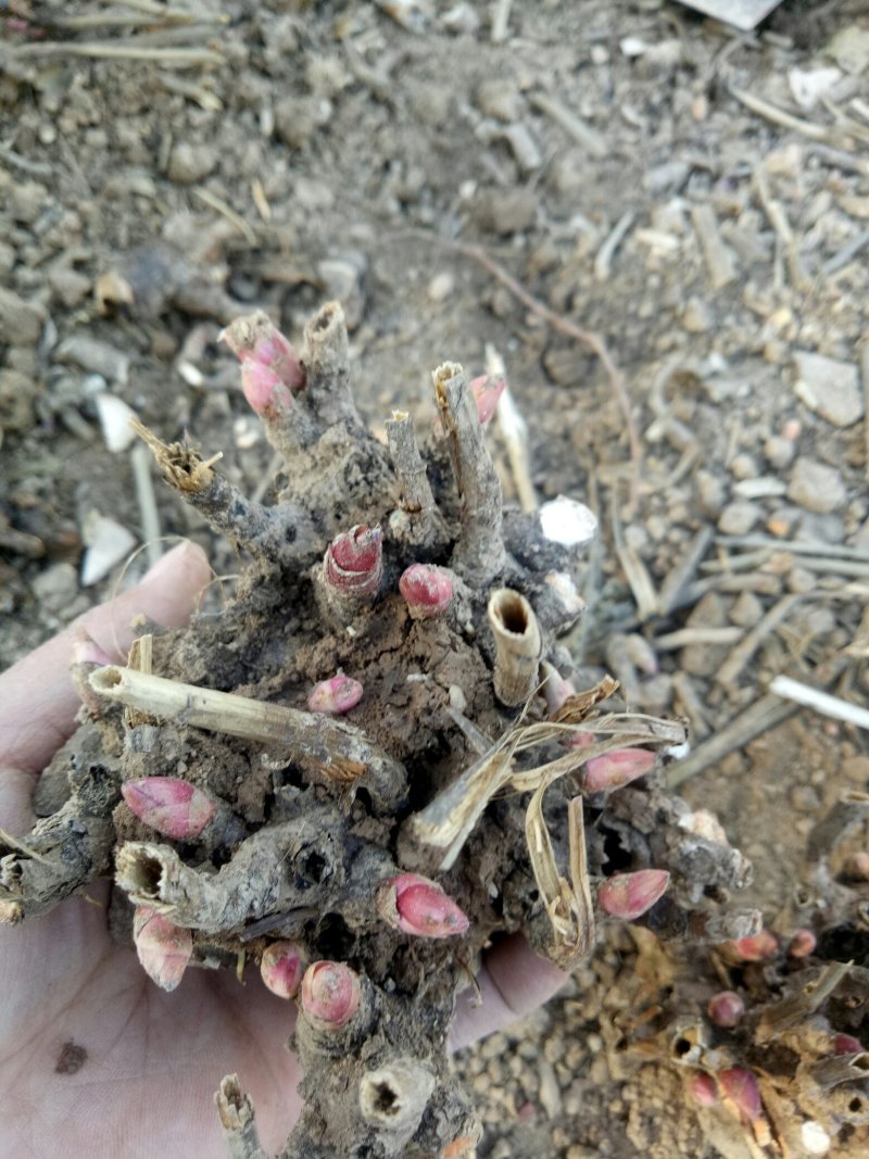 白芍芽头，产量高，好管理，易丰收，上门回收，提供技术！