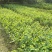 2号甜种油甘果树苗(自主直销)正宗嫁接苗