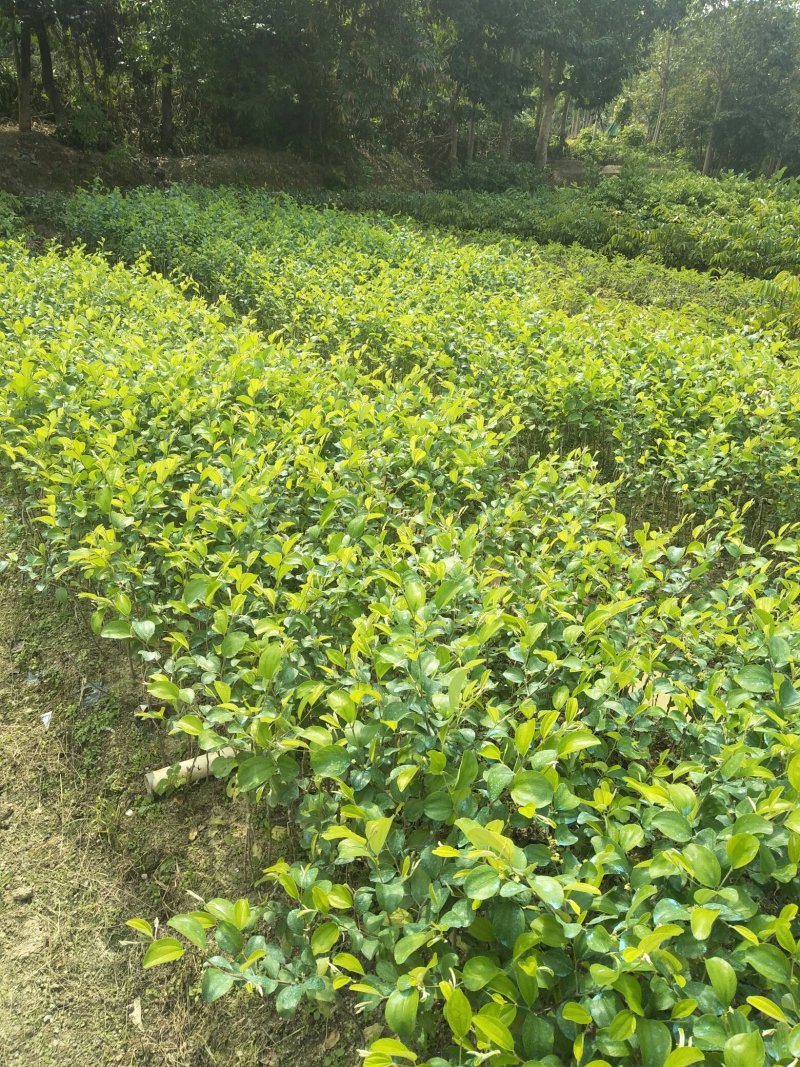 2号甜种油甘果树苗(自主直销)正宗嫁接苗