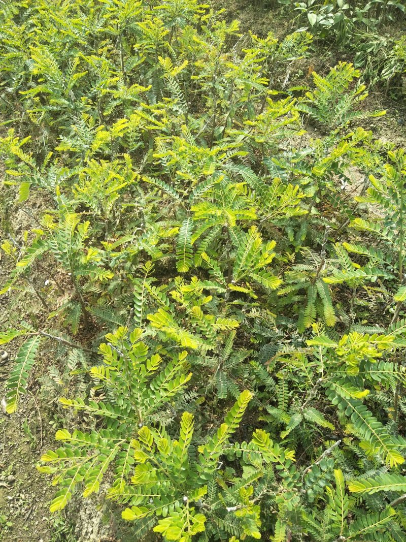 2号甜种油甘果树苗(自主直销)正宗嫁接苗