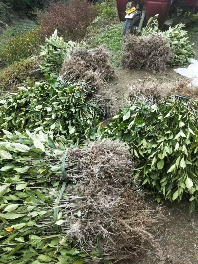 黄栀子苗30~40cm高度