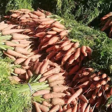 开封胡萝卜大量上市