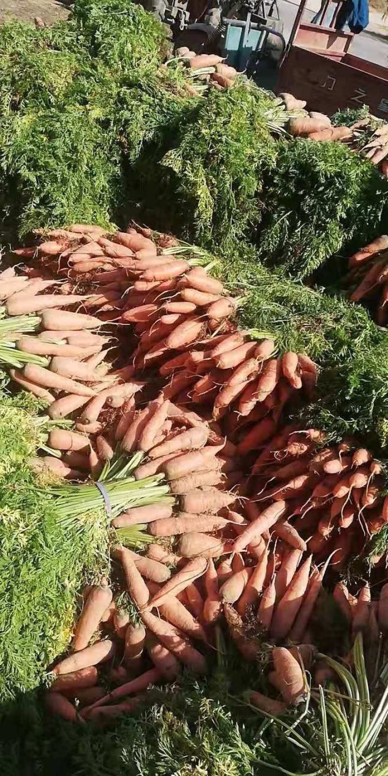 开封胡萝卜大量上市