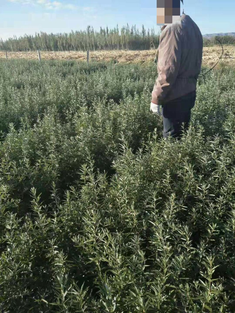 出售一年生30公分沙棘苗