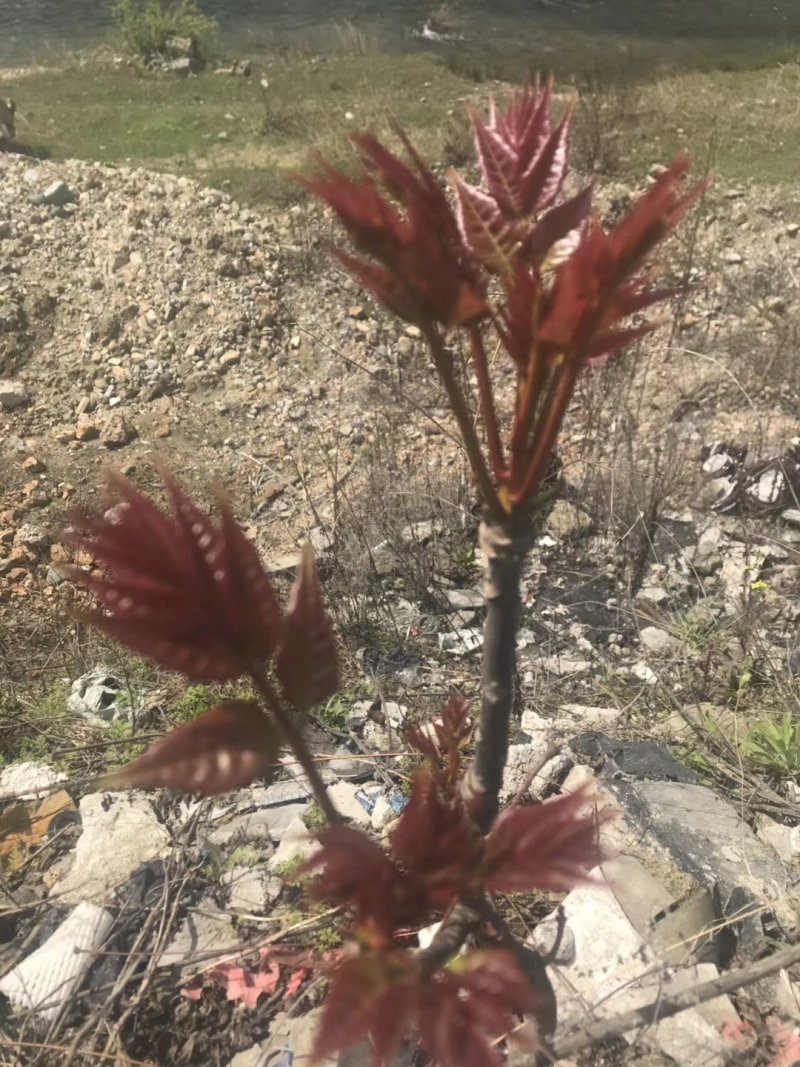 供应大棚专用红油香椿根孽树苗。