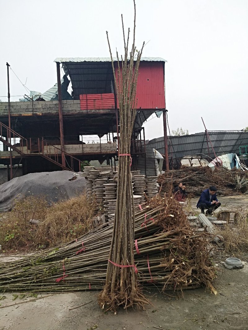 供应大棚专用红油香椿根孽树苗。