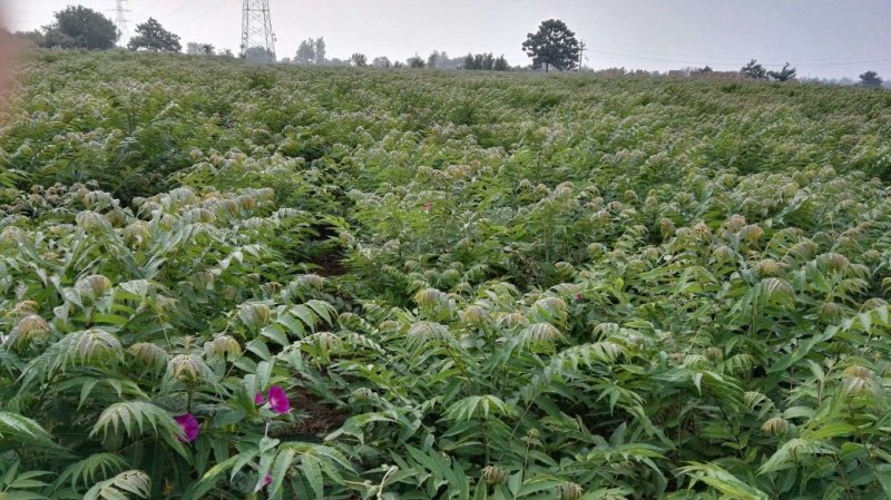 供应大棚专用红油香椿根孽树苗。