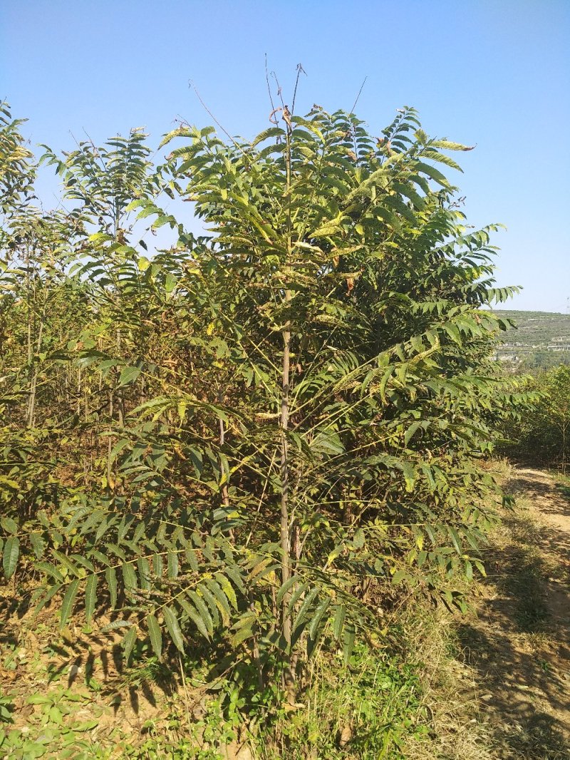 供应大棚专用红油香椿根孽树苗。