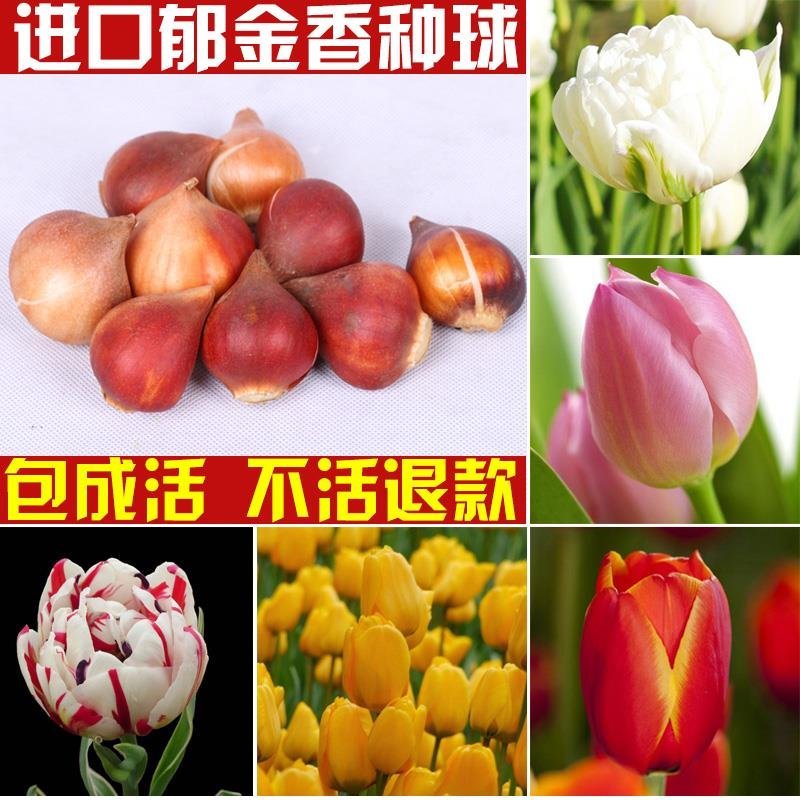 郁金香种球