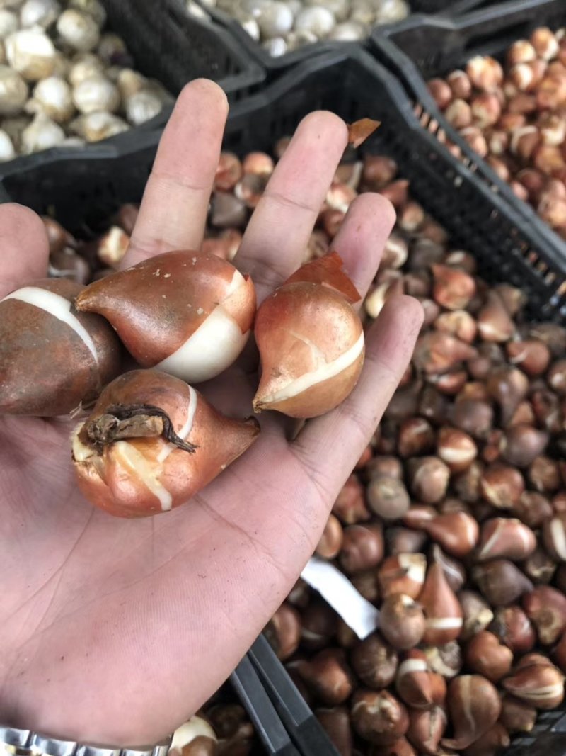 郁金香种球