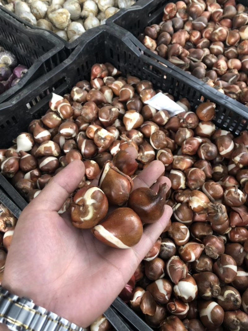 郁金香种球