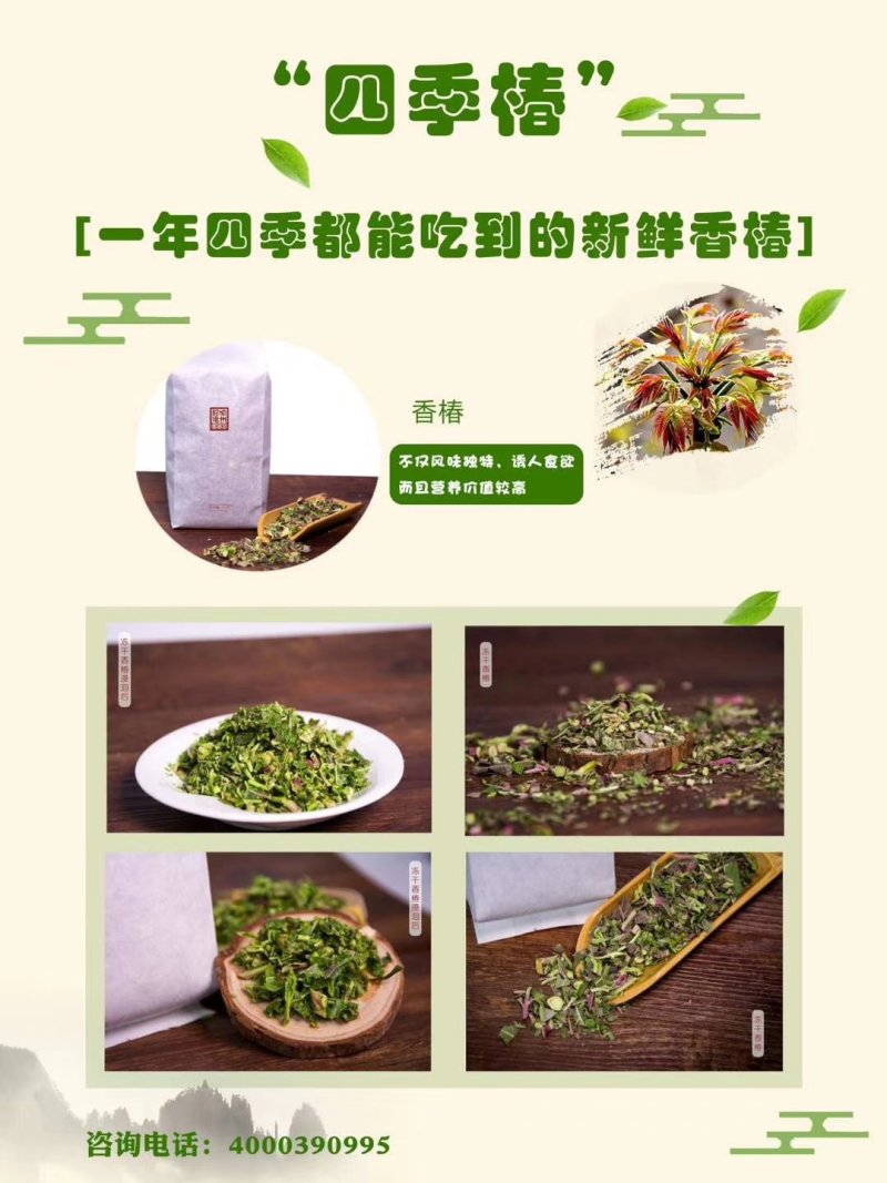 香椿苗