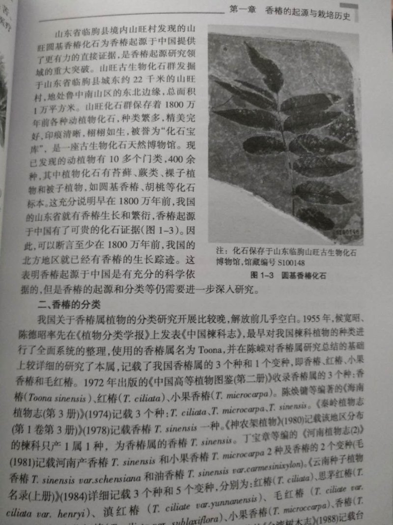香椿苗