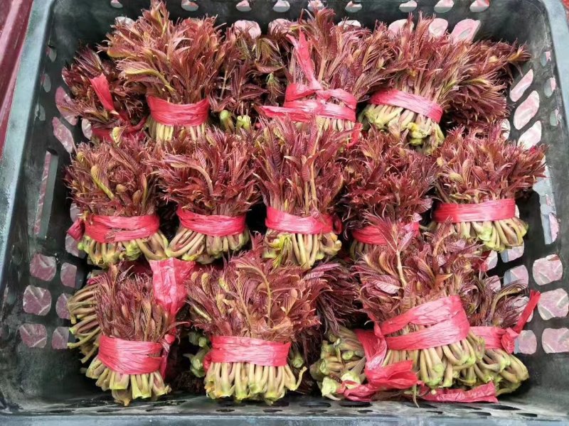 香椿苗