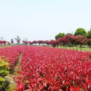 红叶石楠苗