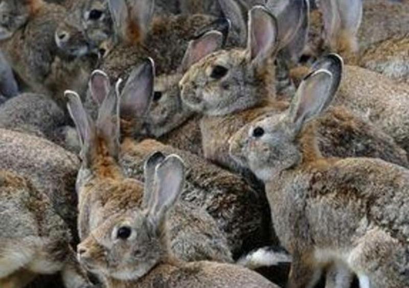 比利杂交野兔种兔价格包回收伊拉兔种兔肉兔包回收包技术