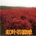 红叶石楠