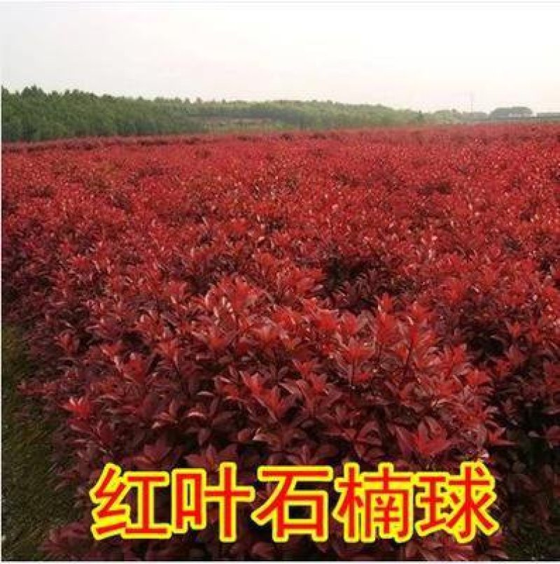 红叶石楠