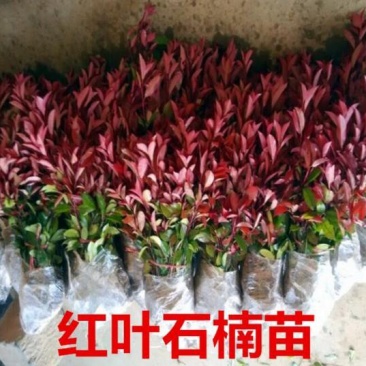 红叶石楠