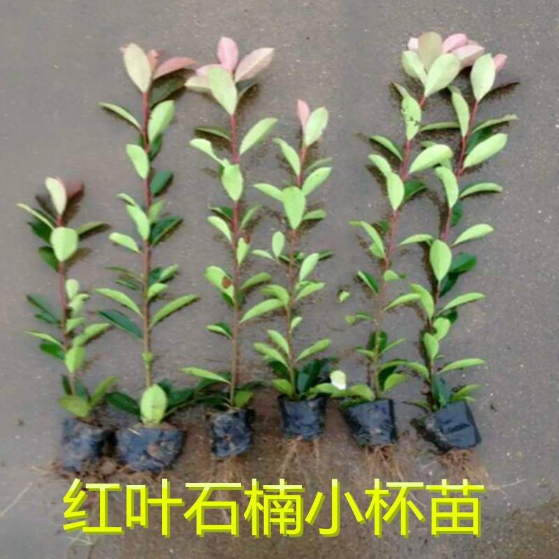红叶石楠