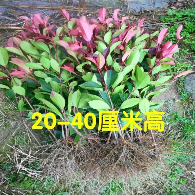 红叶石楠