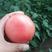 西红柿苗，番茄苗，大量有苗，抗病毒无限生长型。