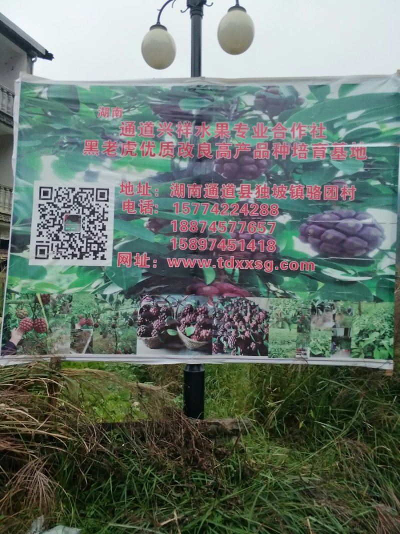 黑老虎原产地基地直发原生态黑老虎鲜果和优质黑老虎苗