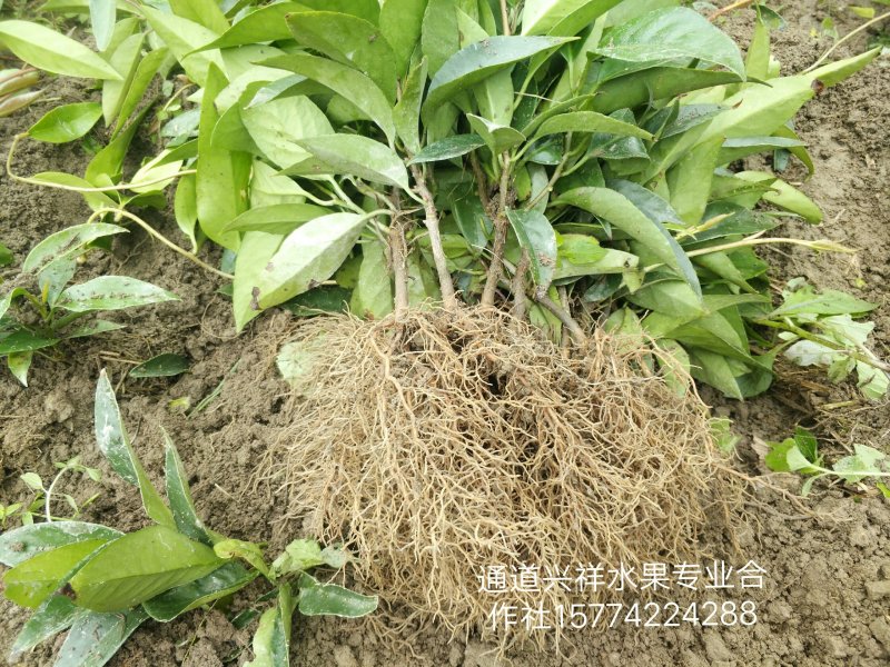 黑老虎原产地基地直发原生态黑老虎鲜果和优质黑老虎苗