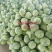 精品甘蓝中甘21/8398绿甘蓝包菜茴子白大量上市