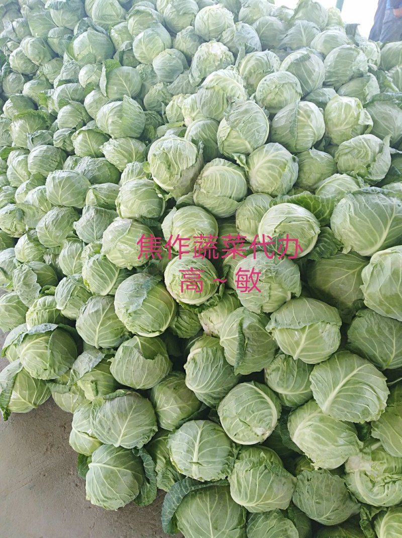 精品甘蓝中甘21/8398绿甘蓝包菜茴子白大量上市