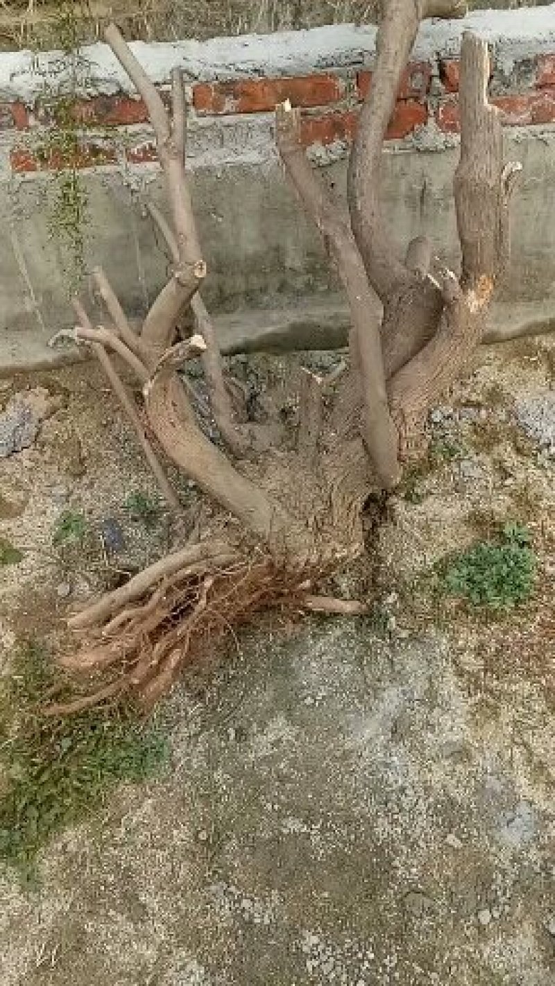 黄荊疙瘩盆景