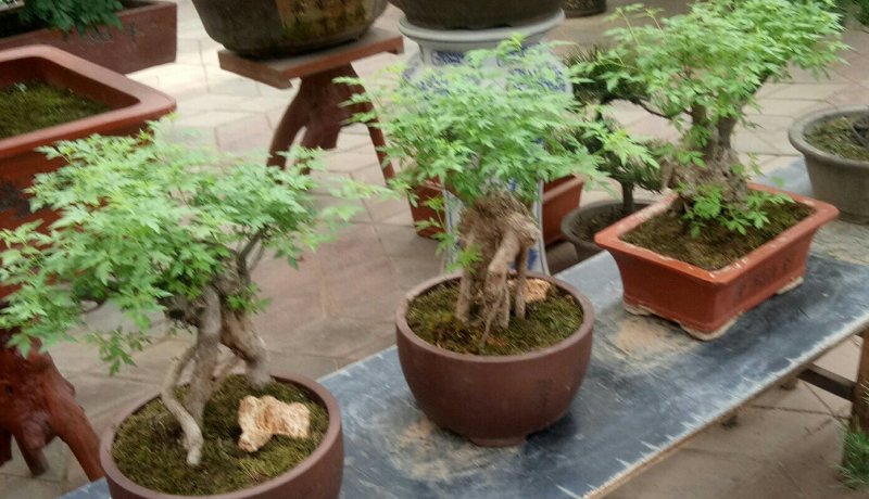 黄荊疙瘩盆景