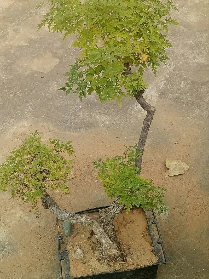黄荊疙瘩盆景