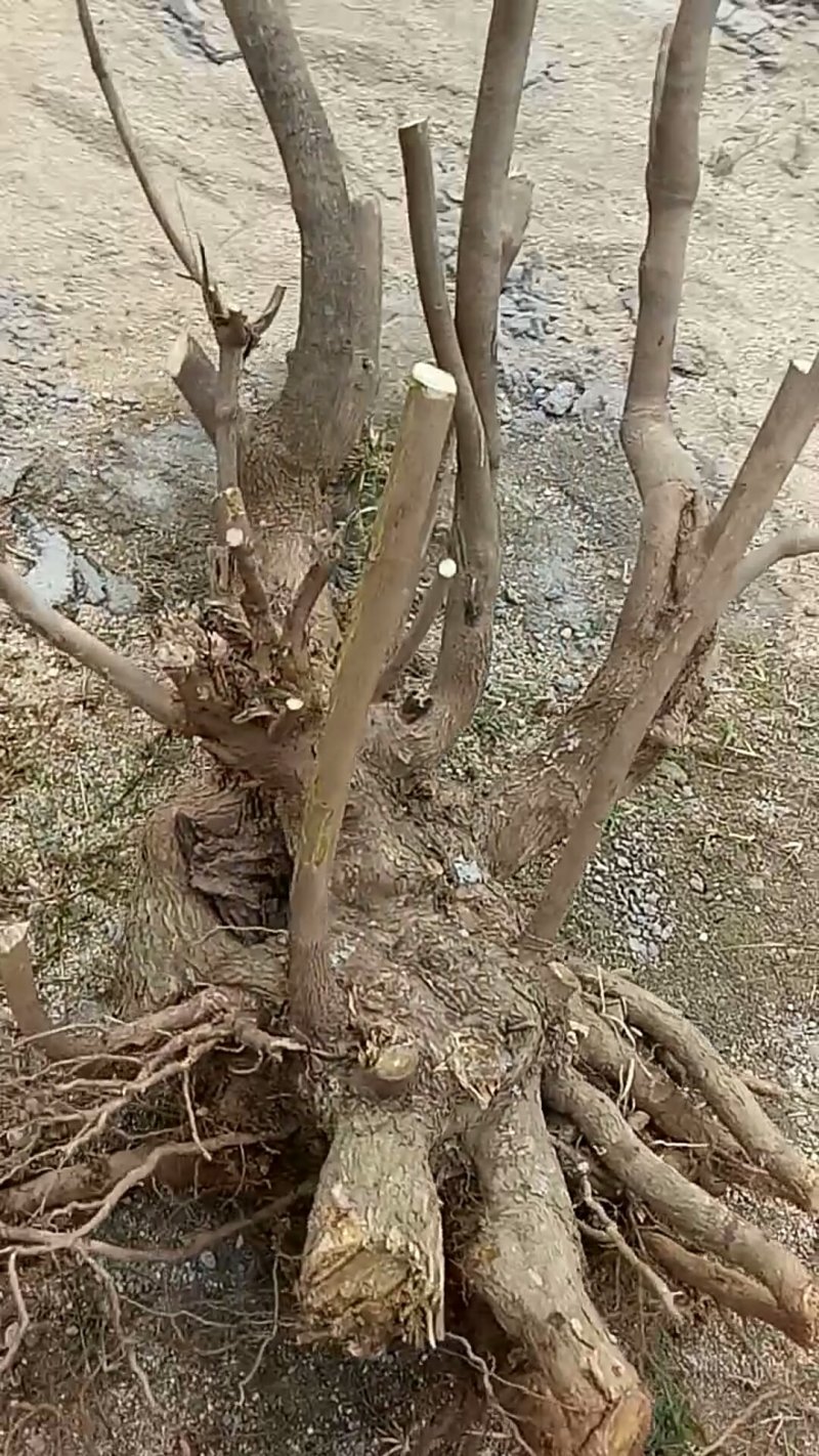 黄荊疙瘩盆景