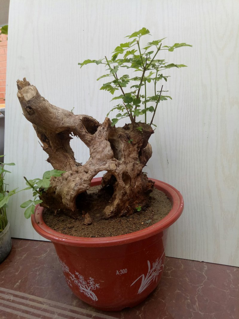 黄荊疙瘩盆景
