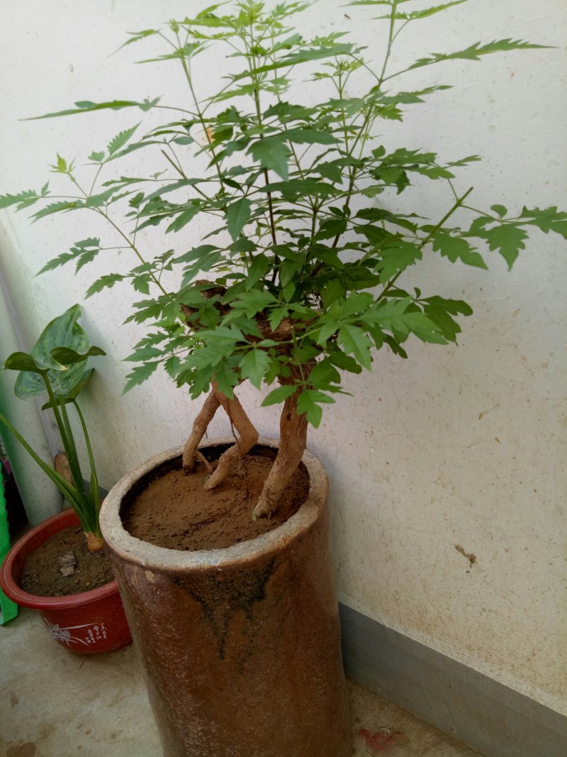 黄荊疙瘩盆景