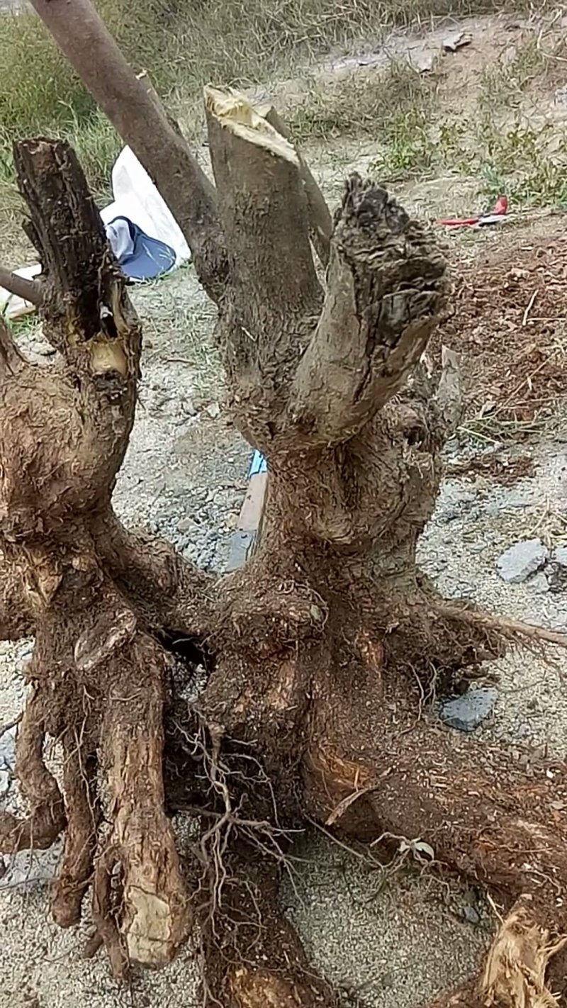 黄荊疙瘩盆景